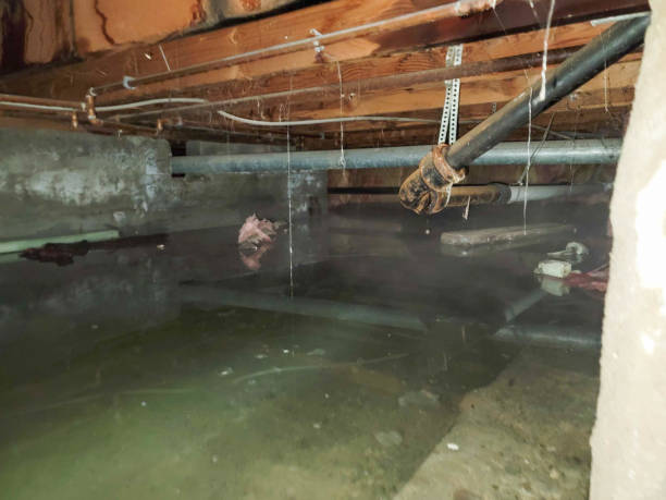 Best Water damage restoration near me  in Ormond By The Sea, FL